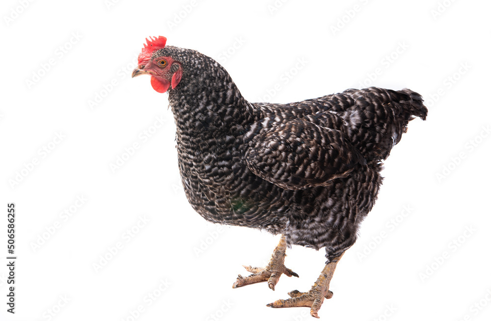 Fototapeta premium chicken isolated