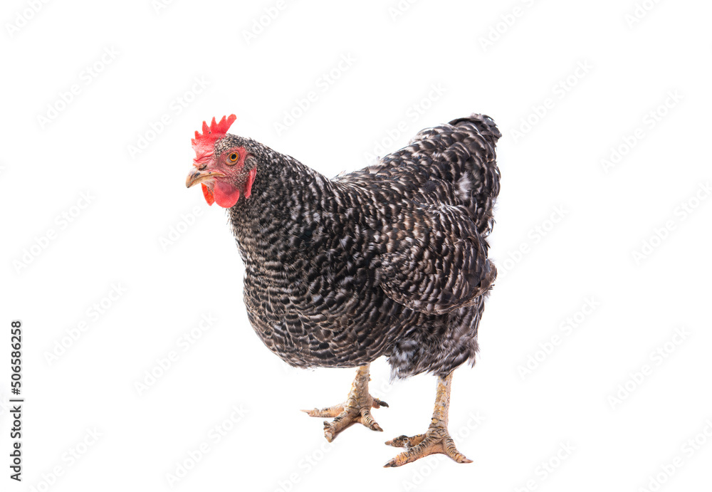 chicken isolated chicken isolated