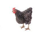 chicken isolated