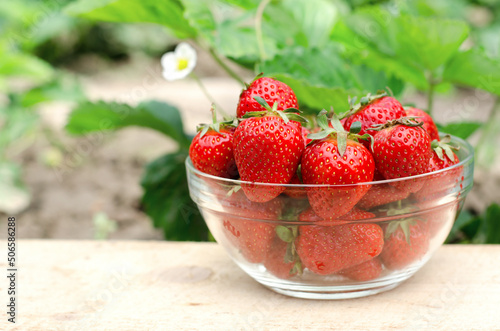 A transparent bowl with fresh juicy strawberries against the background of a strawberry bush. Home grown strawberries.