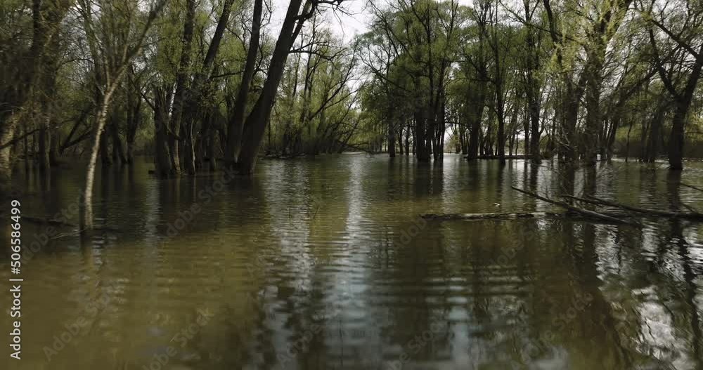 Flooded forest with spring overflow river water. Springtime season and danger of flood. Many spring green trees and land covered with water. Trees reflect on water. Aerial drone inside view Flooded forest with spring overflow river water. Springtime season and danger of flood. Many spring green trees and land covered with water. Trees reflect on water. Aerial drone inside view