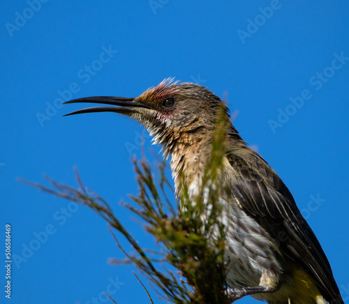 Cape Sugarbird