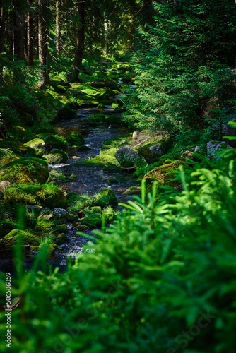 Mountain stream flowing through the dense green vegetation on a sunny morning