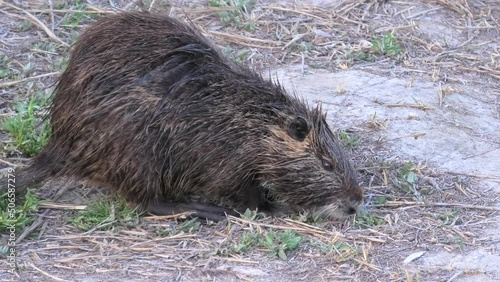 Nutria feeding, semiaquatic rodent of Camargue in France. Myocastor coypus species of the family Myocastoridae. Living in Europe, North America, Europe, Asia, Africa, and native to South America. photo