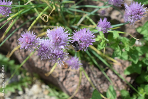 Schnttlauchbl  te mit Hummel