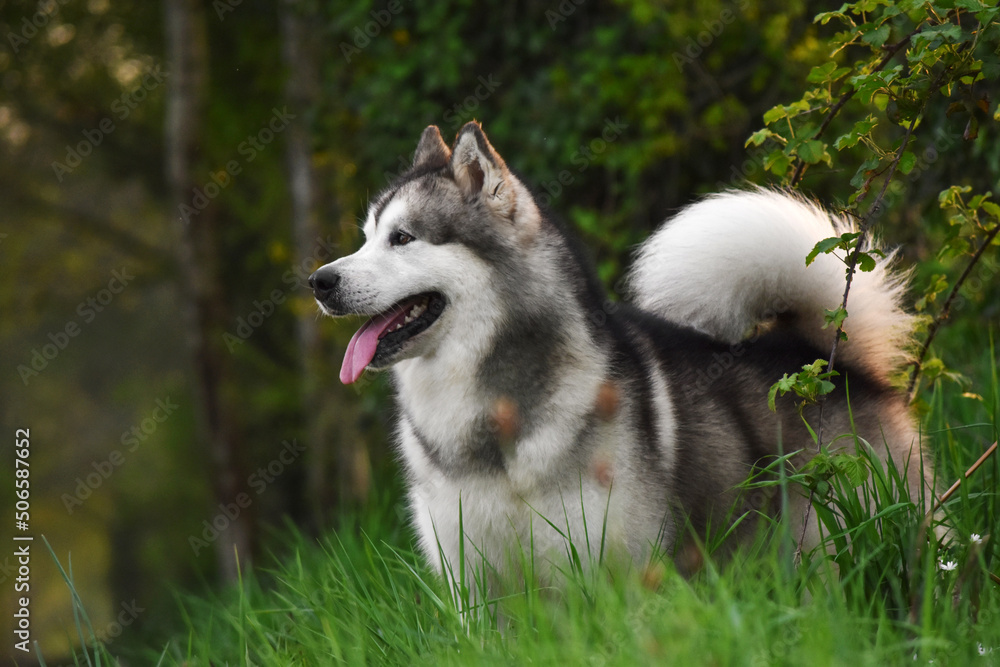 Dog wolf Alaskan Malamute in the forest looks into the distance
