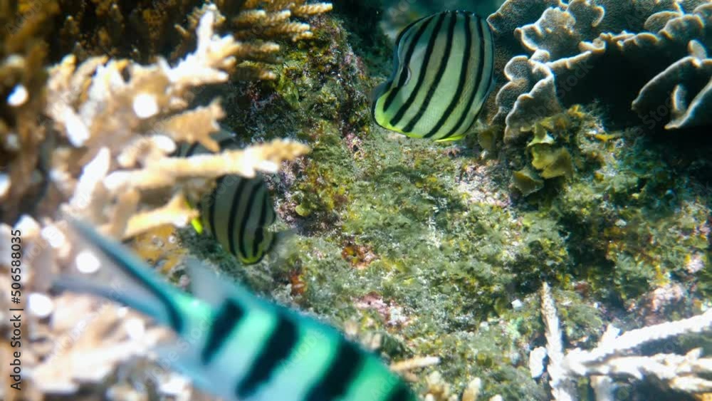 Pair of eight-banded butterflyfish in white variation or eight-striped ...