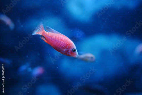fish in aquarium