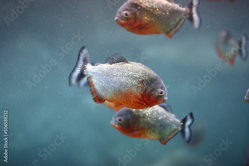 fish in aquarium