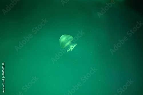 jellyfish in the water