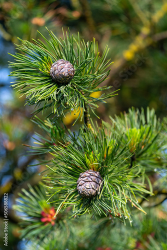 cones and blossom from a swiss stone pine - pinus cembra - at a sunny spring morning on the mountains