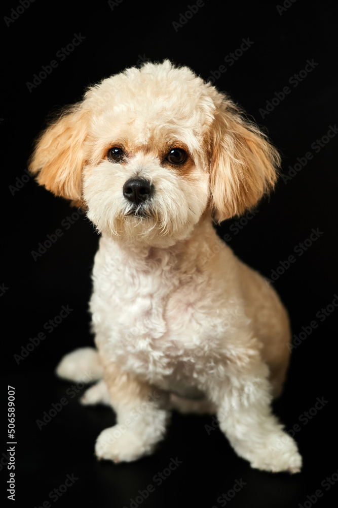 A portrait of beige Maltipoo puppy on a black background. Adorable Maltese and Poodle mix Puppy