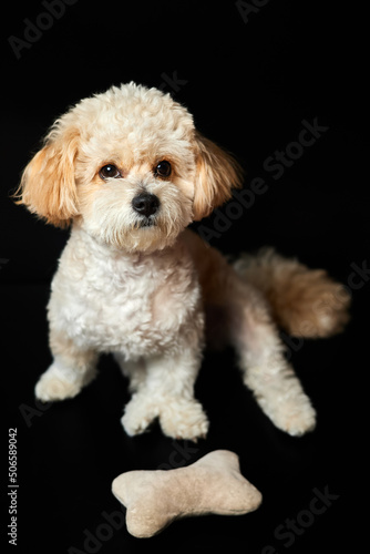 A portrait of beige Maltipoo puppy with a toy bone on a black background. Adorable Maltese and Poodle mix Puppy
