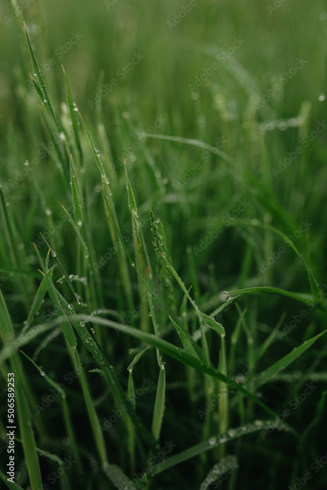 Wet grass background soft focus. Green floral background.