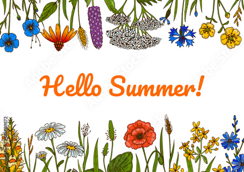 Wildflowers botany design. Colorful hand drawn vector illustration. Summer background