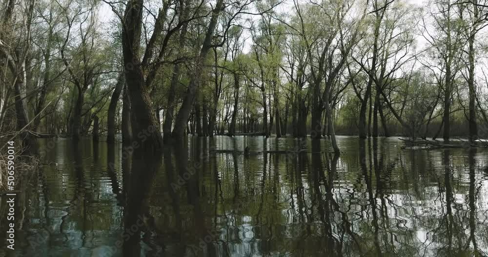 Flooded forest with spring overflow river water. Springtime season and danger of flood. Many spring green trees and land covered with water. Trees reflect on water. Aerial drone inside view Flooded forest with spring overflow river water. Springtime season and danger of flood. Many spring green trees and land covered with water. Trees reflect on water. Aerial drone inside view