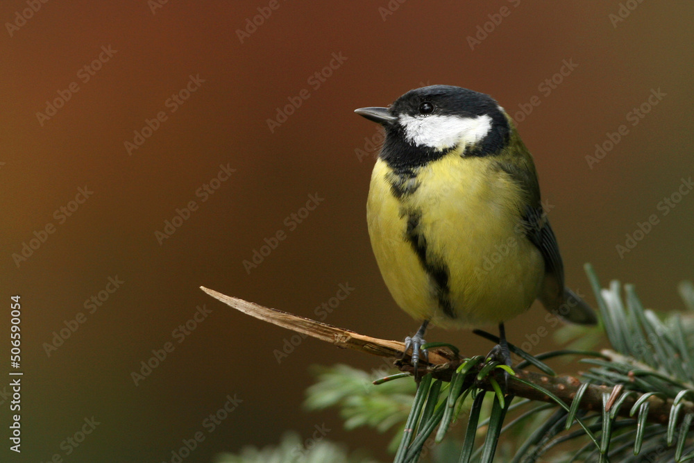 Obraz premium Portrait of a Great Tit perched on the branch of a pine tree 
