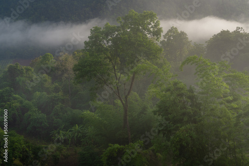 Scenic tropical forest landscape with morning fog in moutain valley during monsoon season, Chiang Dao, Chiang Mai, Thailand