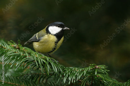 Portrait of a Great Tit perched on the branch of a pine tree 