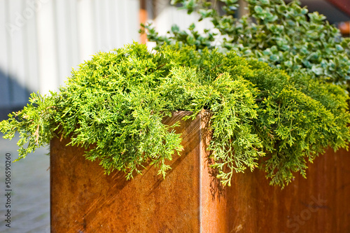 Green plants in corten flower pot close up.