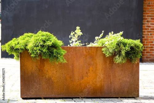 Green plants in corten flower pot close up.