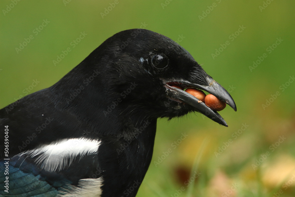 Obraz premium Portrait of an Eurasian Magpie with its beak full of nuts 