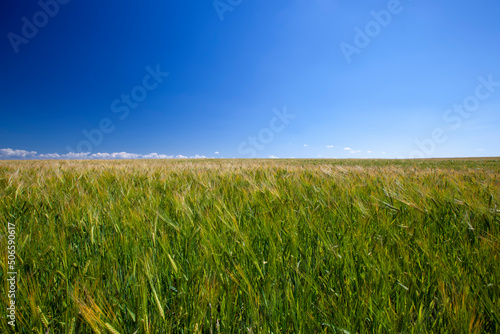 green cereal field with wheat in summer