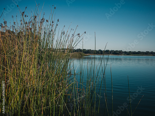 Reeds on the lake