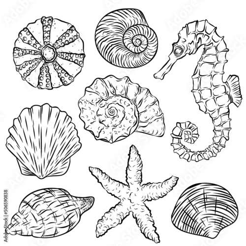 Vector set of line-art shells, seahorse and starfish. Freehand sketch for adult anti stress coloring book. Restaurant menu.