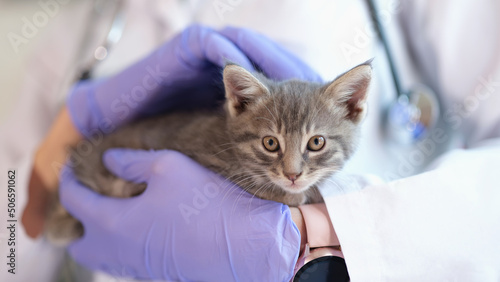 Fototapeta Naklejka Na Ścianę i Meble -  Doctor veterinarian keeps small kitten and medical services