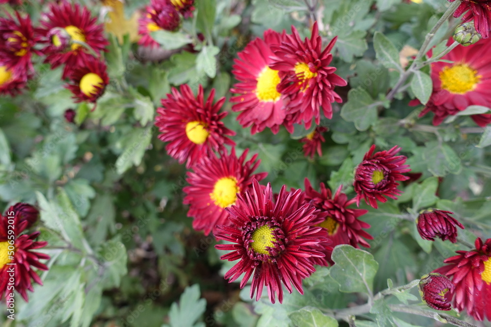 Carmine red and yellow flowers of Chrysanthemums in November Carmine red and yellow flowers of Chrysanthemums in November