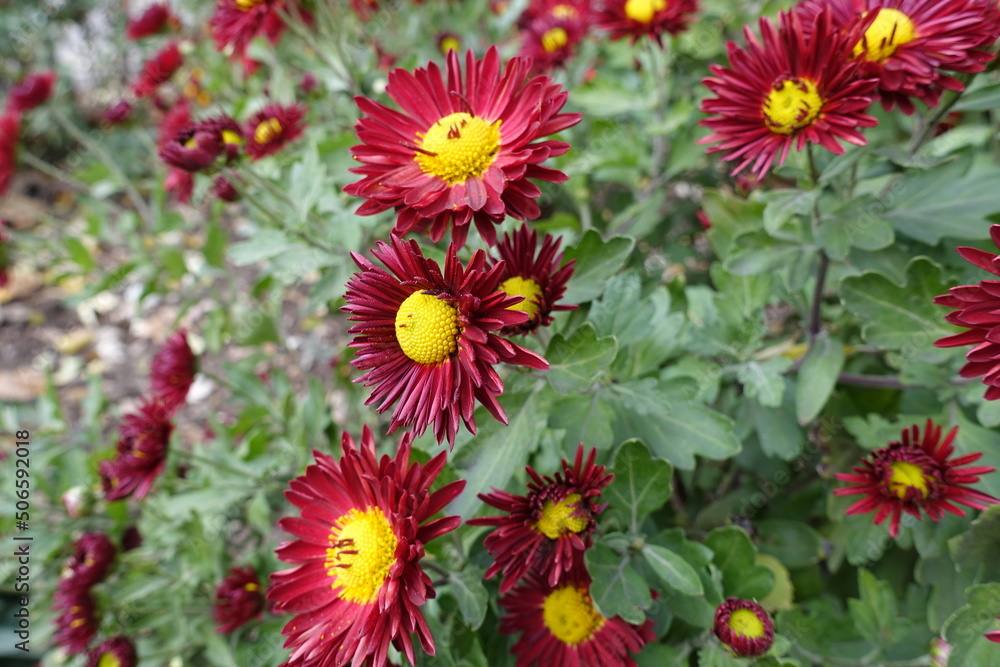 Deep red and yellow flowers of Chrysanthemums in November Deep red and yellow flowers of Chrysanthemums in November