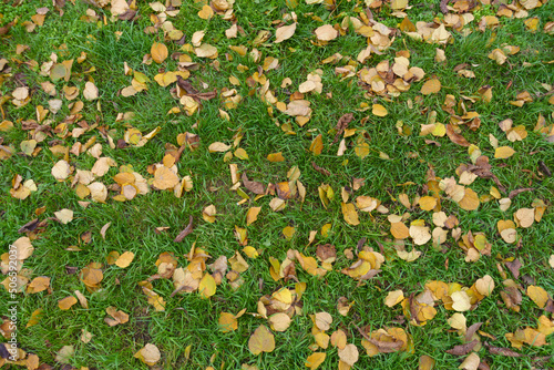 Background - brown fallen leaves of birch in the grass in mid November