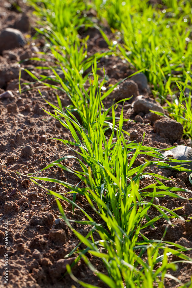 Fototapeta premium young wheat growing on the territory of an agricultural field