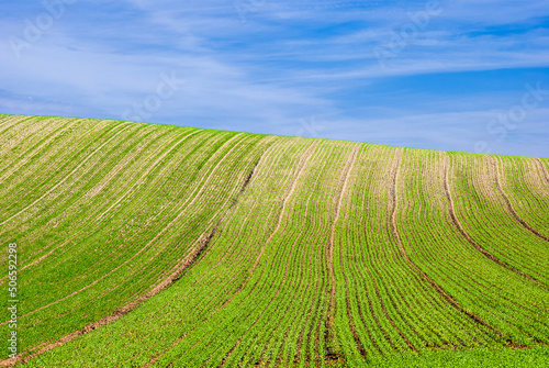 Young wheat plants grow in the field. Vegetable rows  agriculture  farmlands. Landscape with agricultural land