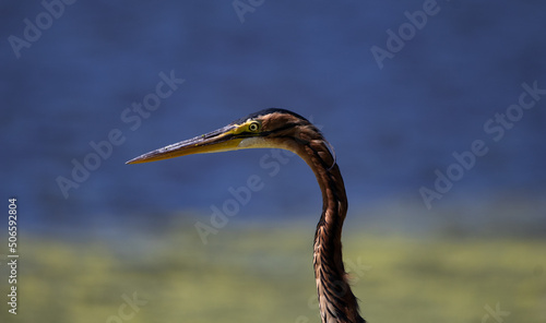 Purple Heron