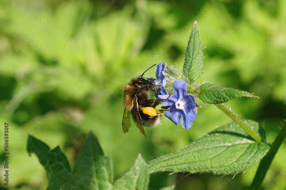 Closeup on a queen tree bumblebee, Bobmus hypnorum, sipping nectar from a blue alkanet flower, Pentaglottis sempervirens Closeup on a queen tree bumblebee, Bobmus hypnorum, sipping nectar from a blue alkanet flower, Pentaglottis sempervirens