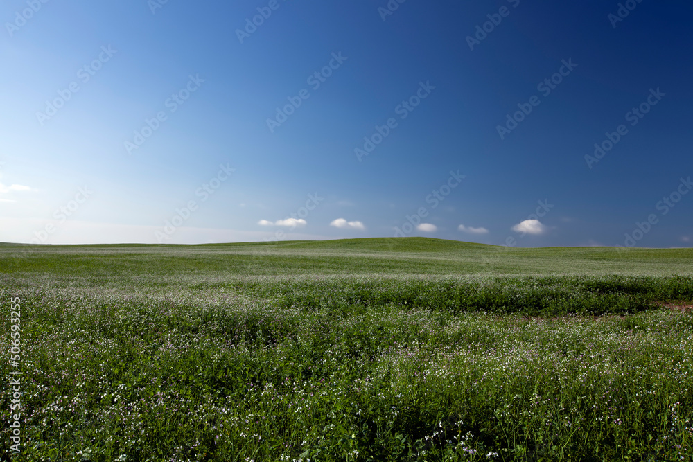 agricultural field with grass and other plants