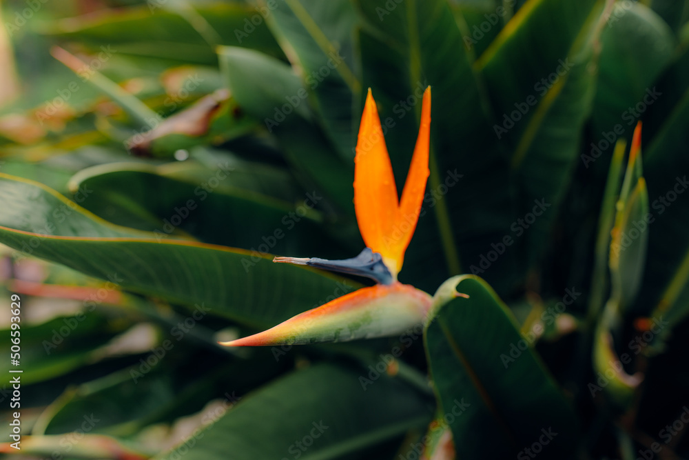 Beautiful Bird of paradise flowers shot in colour with close-up lens, very sharp and colourful image of these tropical orange and purple flora in a garden outside after rain Beautiful Bird of paradise flowers shot in colour with close-up lens, very sharp and colourful image of these tropical orange and purple flora in a garden outside after rain