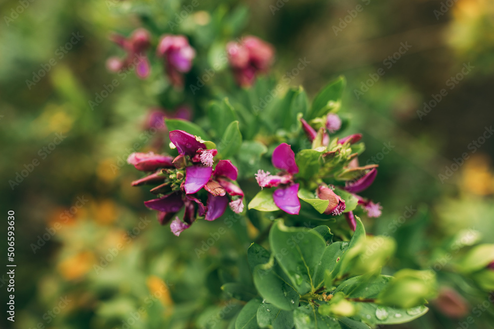 New garden flower plants grown in spring season New garden flower plants grown in spring season