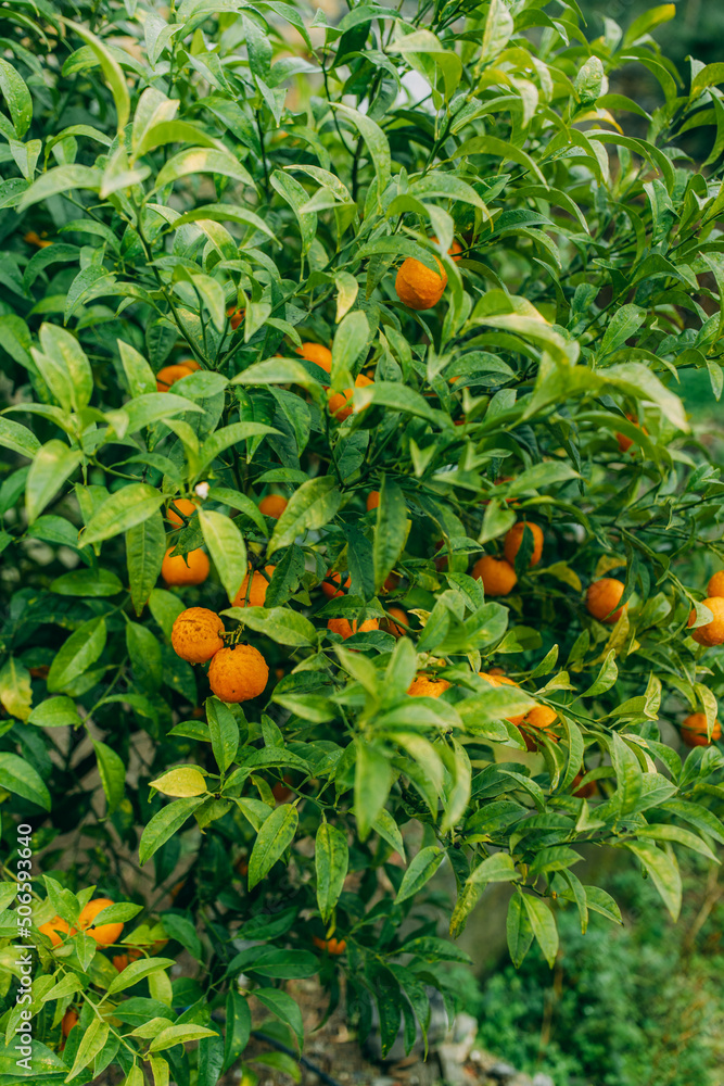 Shot of fresh oranges with dewdrops hanging on the branches