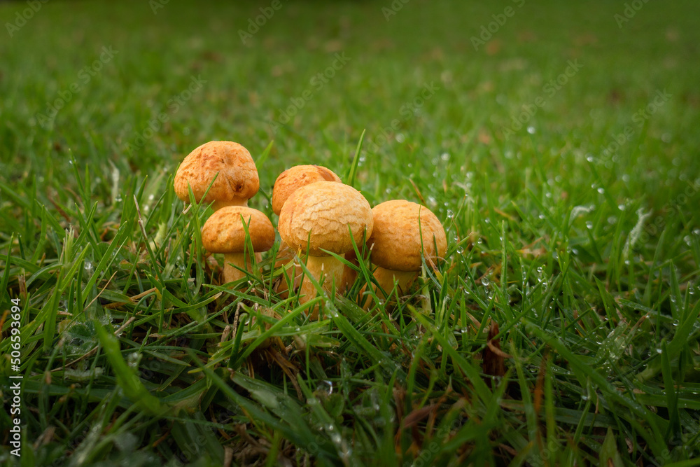 Close-up image of wild mushrooms popping up in the lawn after rain Close-up image of wild mushrooms popping up in the lawn after rain