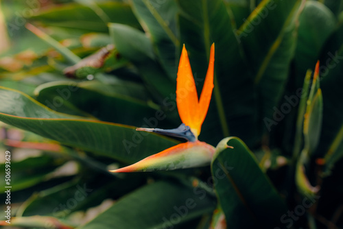 Beautiful Bird of paradise flowers shot in colour with close-up lens, very sharp and colourful image of these tropical orange and purple flora in a garden outside after rain