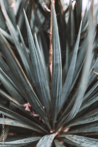 Agave tequilana, commonly called blue agave (agave azul) or tequila agave plants on a garden