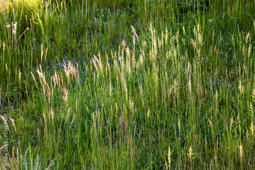 simple plain grass weeds on the field in the summer season