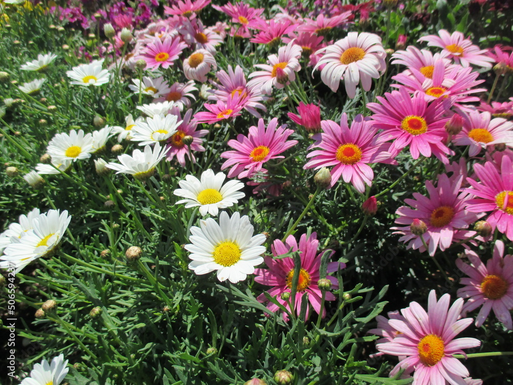 春の花壇に咲き誇る、白いマーガレットとピンクの花, 自然, 黄色, 庭, とぶ, オレンジ, 植える, 全盛期, 花, 咲く, 美しさ, 植物, 赤, 葉, フローラル, 美しい, 色, 花びら, アップ, 明るい,春,花壇 春の花壇に咲き誇る、白いマーガレットとピンクの花, 自然, 黄色, 庭, とぶ, オレンジ, 植える, 全盛期, 花, 咲く, 美しさ, 植物, 赤, 葉, フローラル, 美しい, 色, 花びら, アップ, 明るい,春,花壇