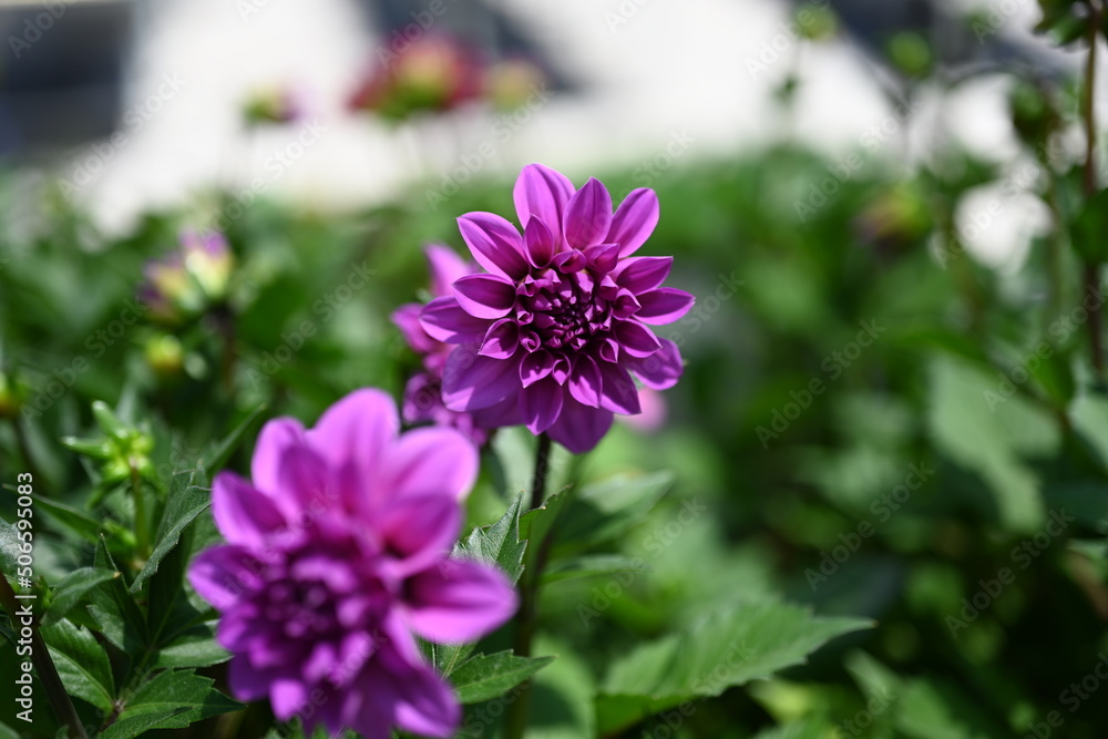 Obraz premium Dahlia is a genus of bushy, tuberous, herbaceous perennial plants native to Mexico and Central America. A member of the Compositae family of dicotyledonous plants, its garden relatives thus include th