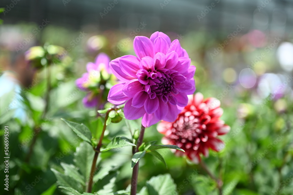Fototapeta premium Dahlia is a genus of bushy, tuberous, herbaceous perennial plants native to Mexico and Central America. A member of the Compositae family of dicotyledonous plants, its garden relatives thus include th