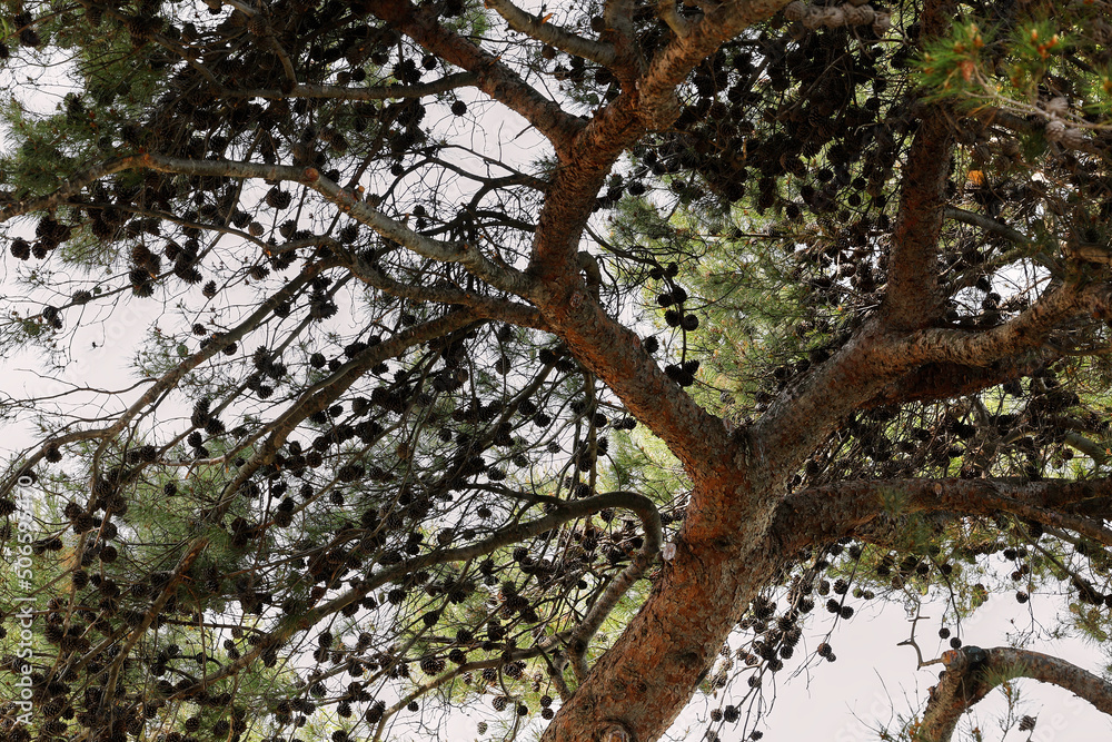 Fototapeta premium Kiefer (Pinus) mit Pocken