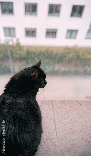 Back of the black cat looking at the street while sitting on the balcony. Home pet cat is spectating outdoors.